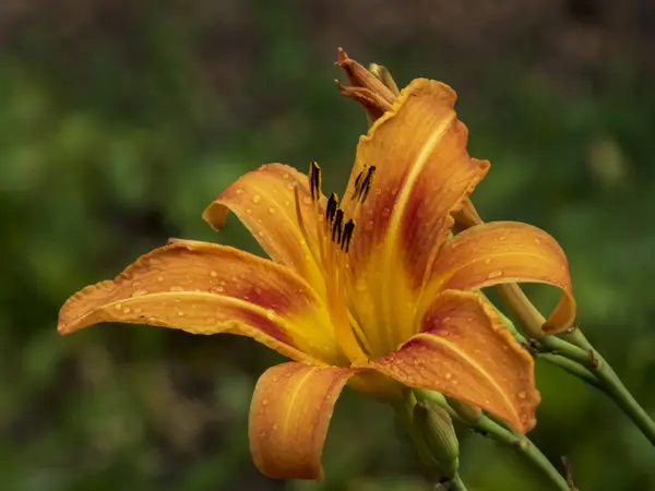 Canlı portakal rengi, su damlacıkları, yumuşak yeşil arka plan..