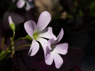 Narin lavanta çiçekleri, bir tomurcuk, koyu fon, yumuşak ışık.