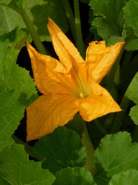 Yeşil yaprakların arasında, güneş ışığıyla yıkanmış canlı kabak çiçeği..