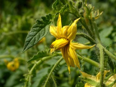 Bahçedeki yeşil bitkide güneşli domates çiçeği.