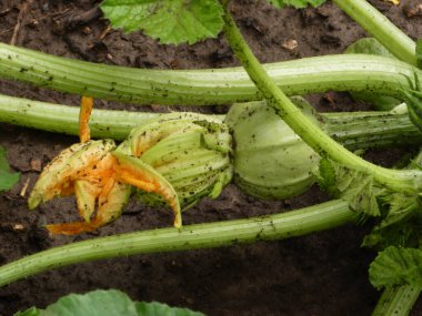 Bitkinin üzerinde canlı sarı çiçekli kabak meyvesi..