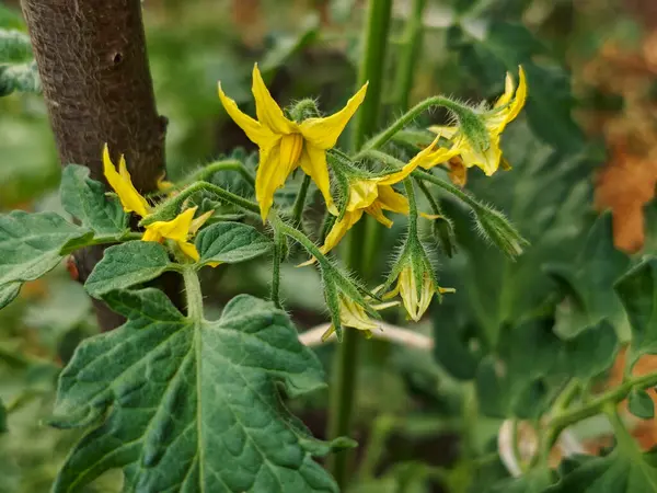 Yeşil bir bitkinin üzerinde canlı sarı domates çiçekleri.