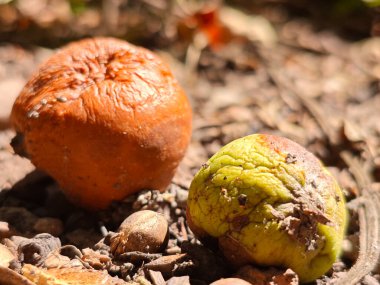 Ormanın zemininde yatan buruşuk, çürümüş meyveler..