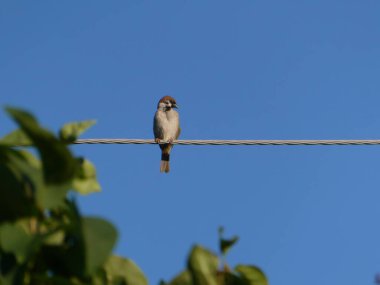 Şirin bir ev serçesi bir kabloda oturur, ağzı hafifçe açılır..