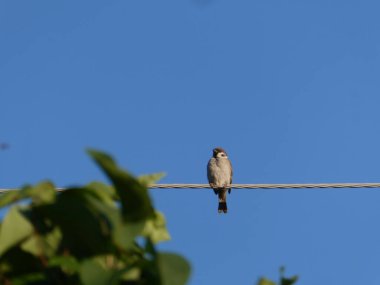 Küçük bir ev serçesi bir elektrik hattına bağlı..