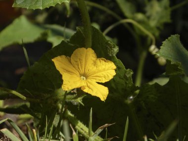Parlak sarı salatalık çiçeği yemyeşil yapraklarla çevrili..