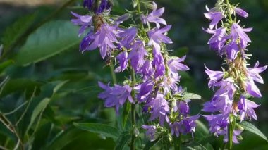 Mor Çan Çiçekleri Yaz Rüzgarında Yavaşça Sallanıyor