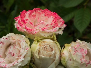 Benekli pembe kenarlı güzel beyaz güller..