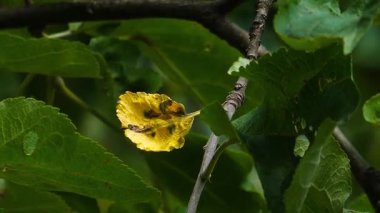 Yeşil Yapraklar Arasında Böcek Hasarı Olan Renkli Yaprak