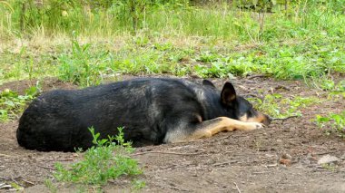 Rahatlamış Siyah ve Tan Dog Yeşillik ile Toprakta Huzurlu Kestiriyor