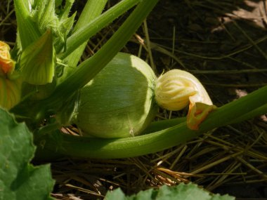 Sarı çiçekler ve yapraklarla büyüyen küçük yeşil kabak..