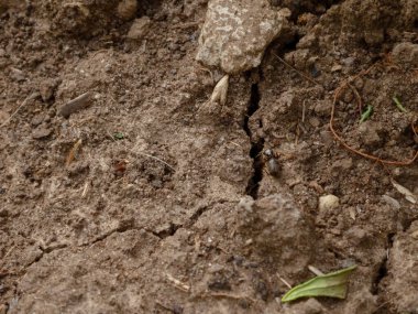 Çatlak, dökülen yaprak ve çeşitli döküntülerle kurumuş toprak..