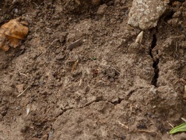 Çatlak, dökülen yaprak ve çeşitli döküntülerle kurumuş toprak..