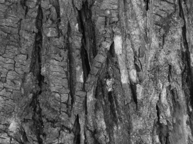 Derin desenli, sert, engebeli yüzeyi olan koyu gri kabuk..