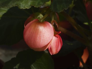 Pembe begonya tomurcuğu sıcak güneş ışığında yıkandı..