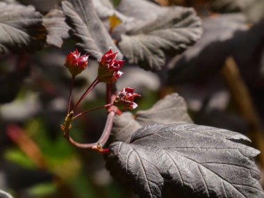 Kırmızı tomurcuklar ve bir Ninebark çalısının koyu yaprakları.