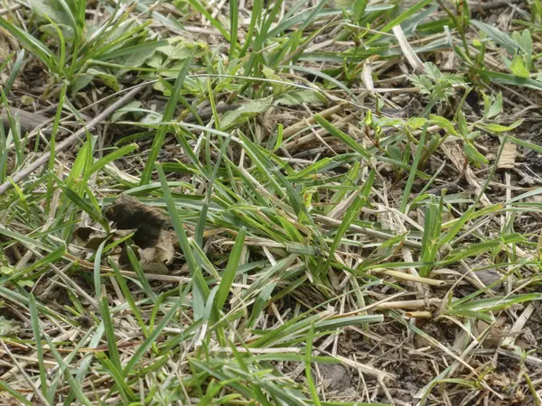 Yeşil çimenler ve yerde kuru saman.