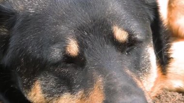 Güneşli bir günde, Siyah ve Tan Dog 'un huzur içinde dinlendiği yakın plan.