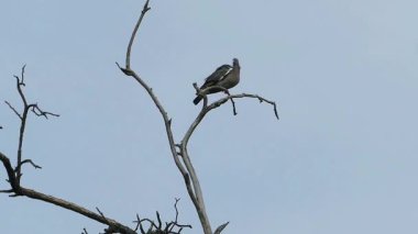 Çorak bir ağaç dalına tünemiş Vahşi Orman Güvercini