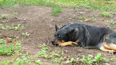 Siyah ve bronz tenli bir köpek Dünya 'da rahat bir şekilde dinleniyor.