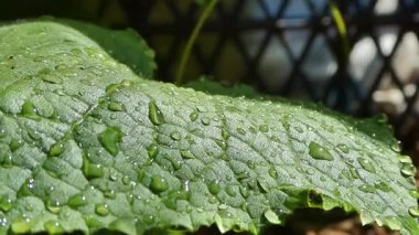 Güneş Işığındaki Yeşil Yaprak 'ta Yağmur Damlaları Tazeleniyor