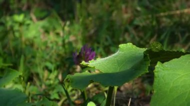 Yumuşak Sabah Işığında Mor Yonca ile Çiğ Öpülmüş Yeşil Yaprak 'ın yakın çekimi