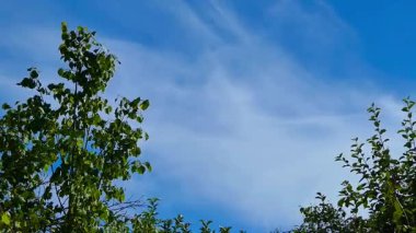 Ormanın güzel manzarası