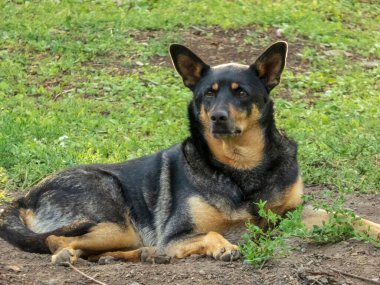 Özenli siyah ve esmer köpek doğal ortamda rahatlar..