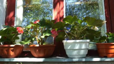 Begonya Çiçekleri ve Yeşil Bitkiler Sunny Windowsill 'e yerleştirildi