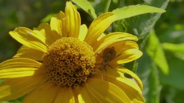 Yengeç Örümceği Güneş Işığında Parlak Sarı Çiçeğe Kamufle Edildi