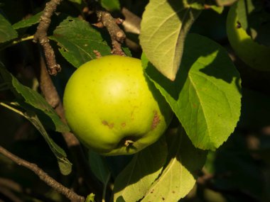 Canlı yeşil bir elma yaprakların arasında bir dala asılı duruyor..