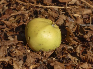 Kahverengi sonbahar yapraklarının arasına düşen tek yeşil elma..