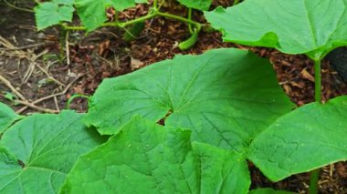Ev Bahçesi 'ndeki bir bitkide büyüyen genç salatalıkların yakın çekimi
