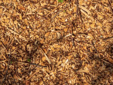 Dokulu odun parçaları ve dallar doğal zemin örtüsü oluşturur..