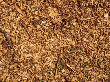 Dokulu odun parçaları ve dallar doğal zemin örtüsü oluşturur..