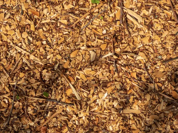 Dokulu odun parçaları ve dallar doğal zemin örtüsü oluşturur..