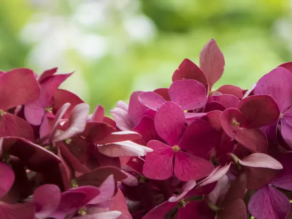 Canlı pembe ortanca çiçeklerinin çiçek açtığı yakın plan..