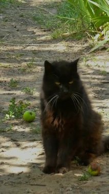 Yeşil Gözlü Siyah Yumuşak Kedi Dışarıda Rahatlıyor