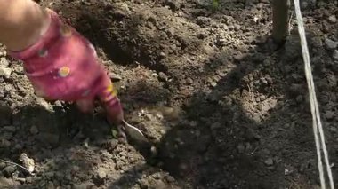 Organik Bahçe: Sağlıklı Bitkiler İçin Toprağı Gübreleme ve Sulama