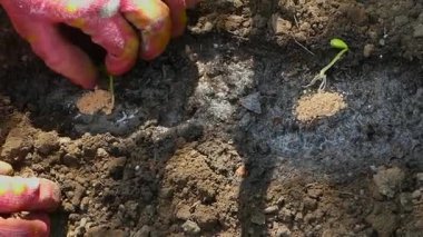 Organik Bahçe: Sağlıklı Bitkiler İçin Toprağı Gübreleme ve Sulama