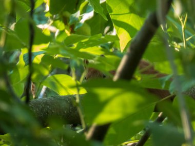 Yeşil yaprakların arasından bakan utangaç kırmızı bir sincap..
