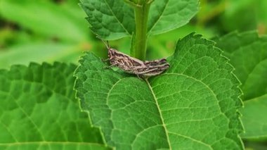 Yeşil bir yaprağın üzerinde oturan çekirgenin yakın çekimi.