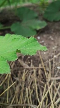 Bahçe yatağında büyüyen Pattypan Kabağı