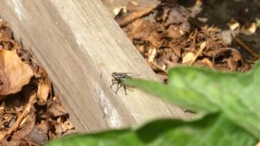 Bahçedeki tahta bir kirişin üzerinde bacaklarını temizleyen bir sineğin yakın çekimi..