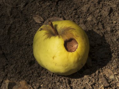 Yere düşmüş, lekesiz sarı bir elma..