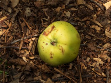 Saman yatağında düşen yeşil bir elma..
