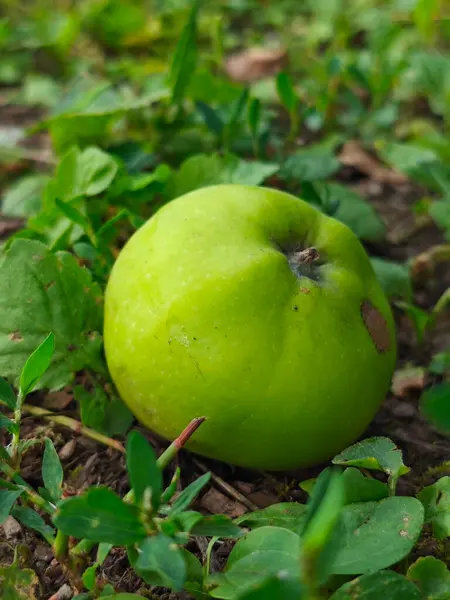 Yerde tek bir yeşil elma yatıyor..