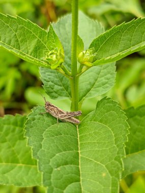 Yeşil bir yaprağın üzerinde dinlenen küçük kahverengi bir çekirge..