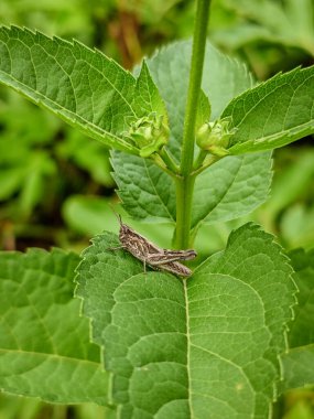 Parlak yeşil bir yaprak üzerinde küçük bir çekirge.