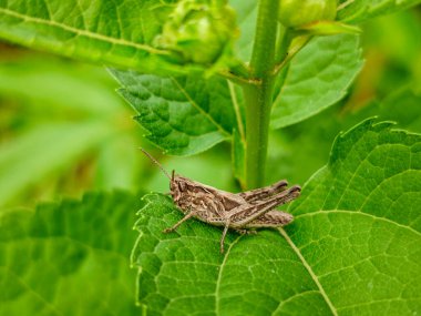 Bir çekirge canlı yeşil bir yaprağın üzerinde..